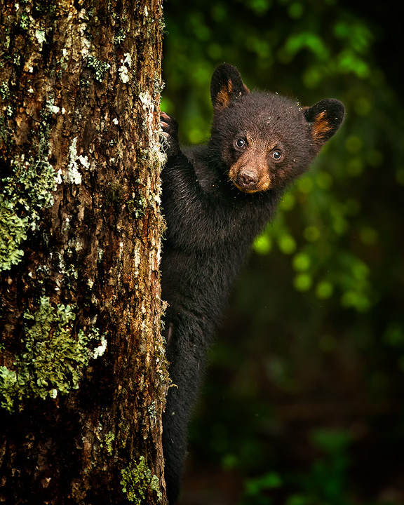 bear-cub-on-a-tree-copy