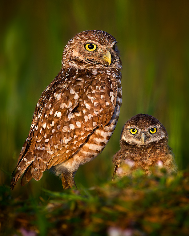 Burrowing-Owls-On-Watch
