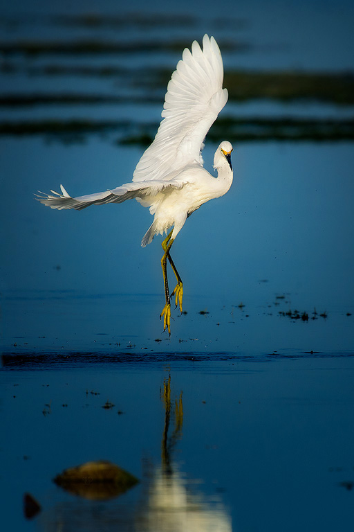 Snowy-Egret-Dance